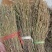 独角金无美颜，无修图，无滤镜，实物拍摄，有需要的老板放心