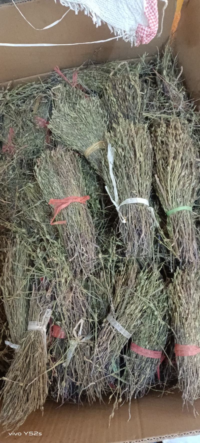 独角金无美颜，无修图，无滤镜，实物拍摄，有需要的老板放心