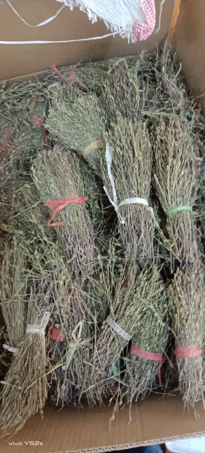 独角金无美颜，无修图，无滤镜，实物拍摄，有需要的老板放心