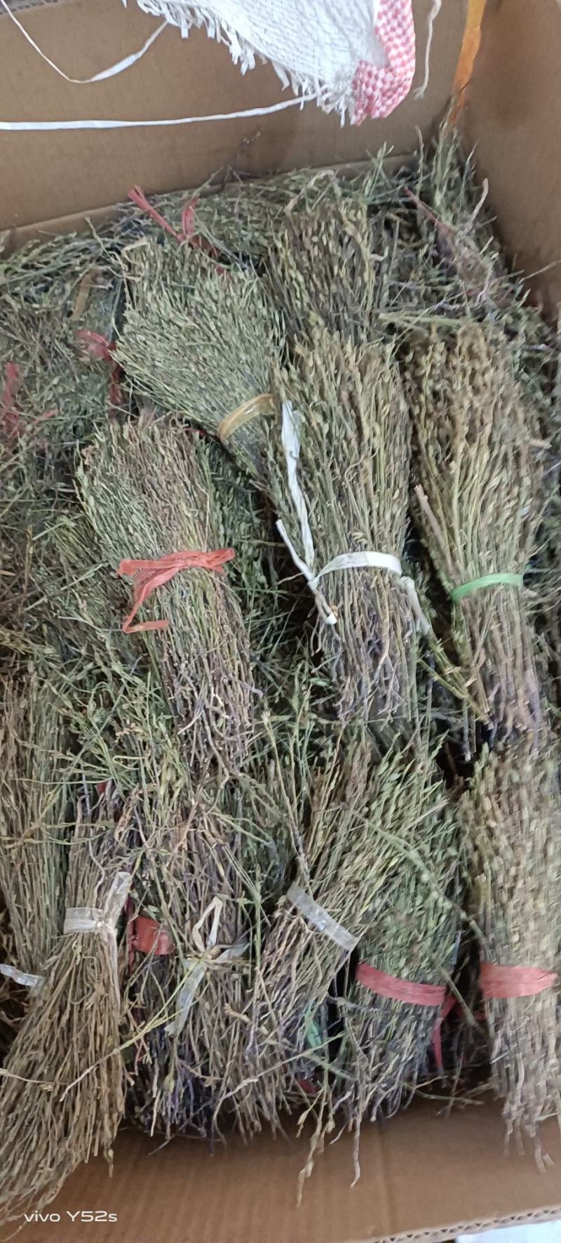 独角金无美颜，无修图，无滤镜，实物拍摄，有需要的老板放心