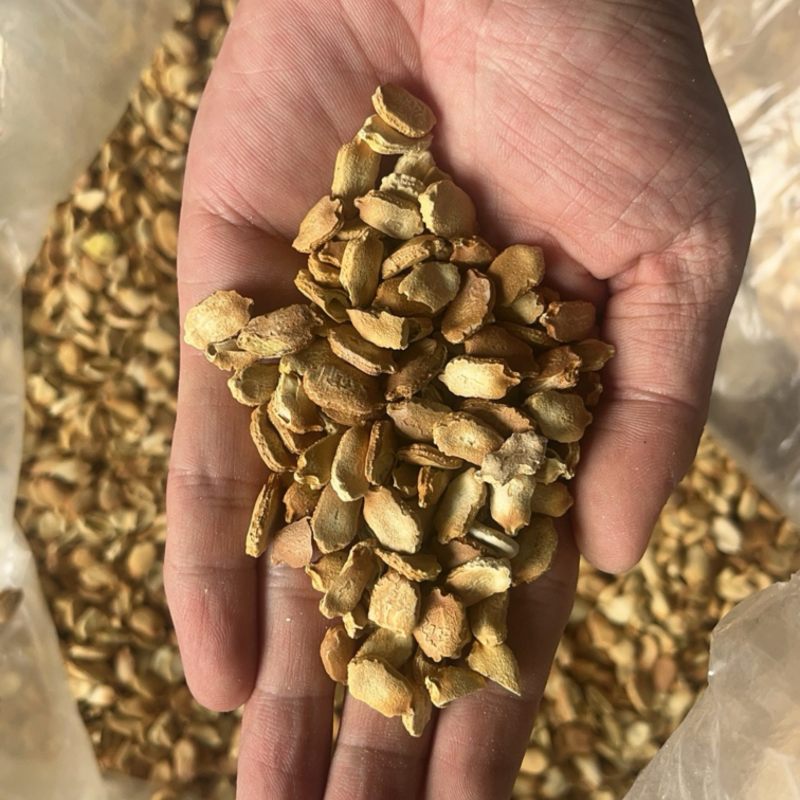 精品晾晒苦瓜籽，质优价廉，保质保量