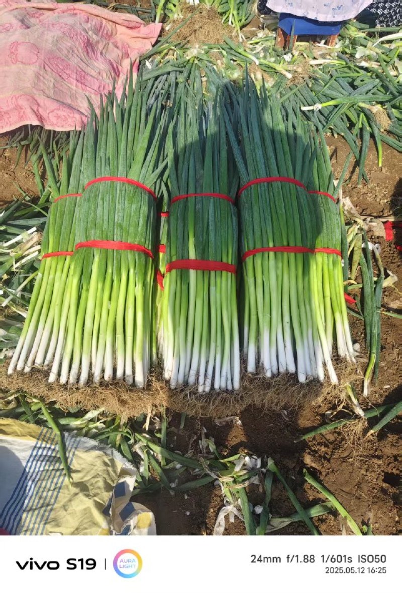 地膜大葱大量现货，需要的老板看过来，量大从优
