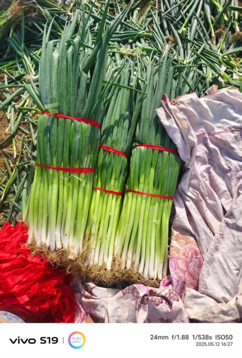 地膜大葱大量现货，需要的老板看过来，量大从优