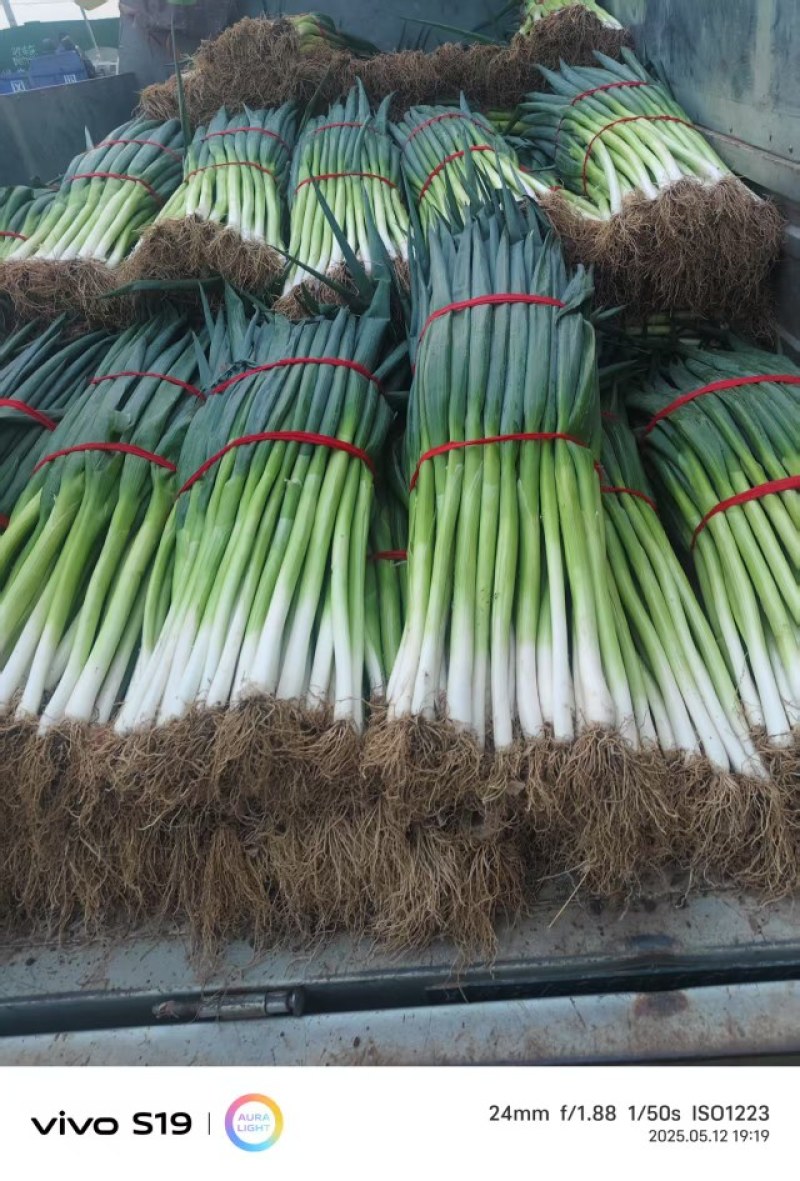 地膜大葱大量现货，需要的老板看过来，量大从优
