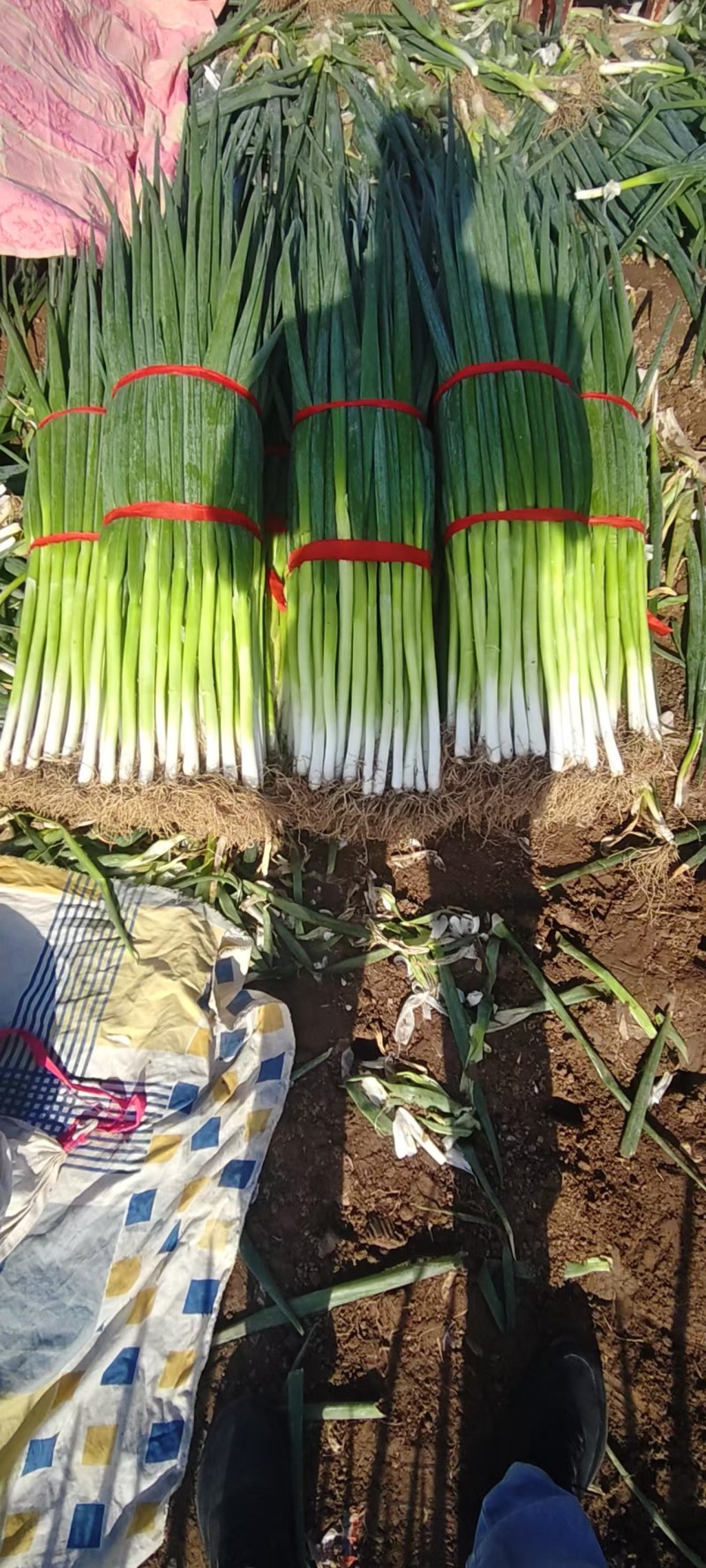 地膜大葱大量现货，需要的老板看过来，量大从优