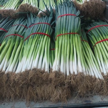 地膜大葱大量现货，需要的老板看过来，量大从优