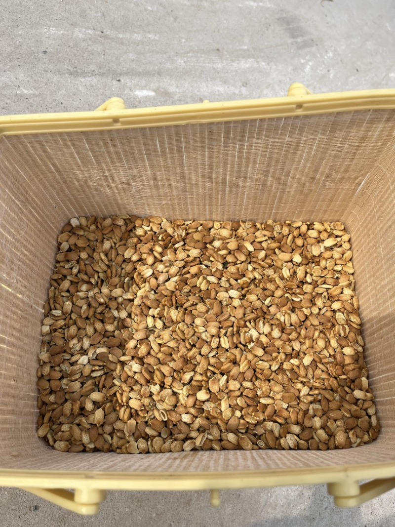 精品晾晒苦瓜籽，质优价廉，保质保量