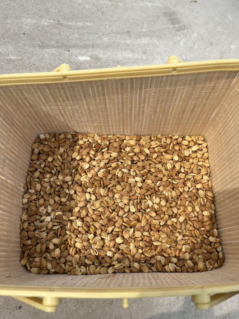 精品晾晒苦瓜籽，质优价廉，保质保量