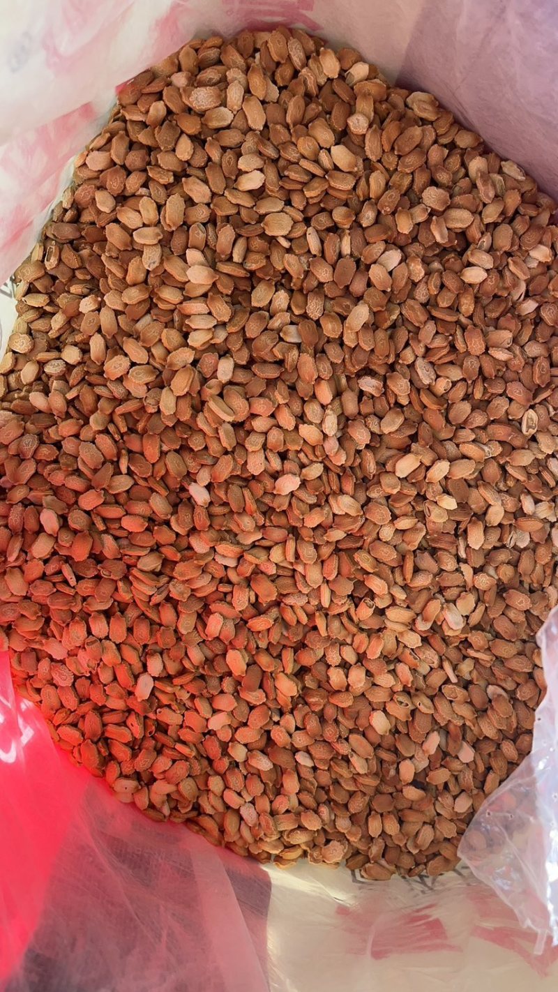 精品晾晒苦瓜籽，质优价廉，保质保量