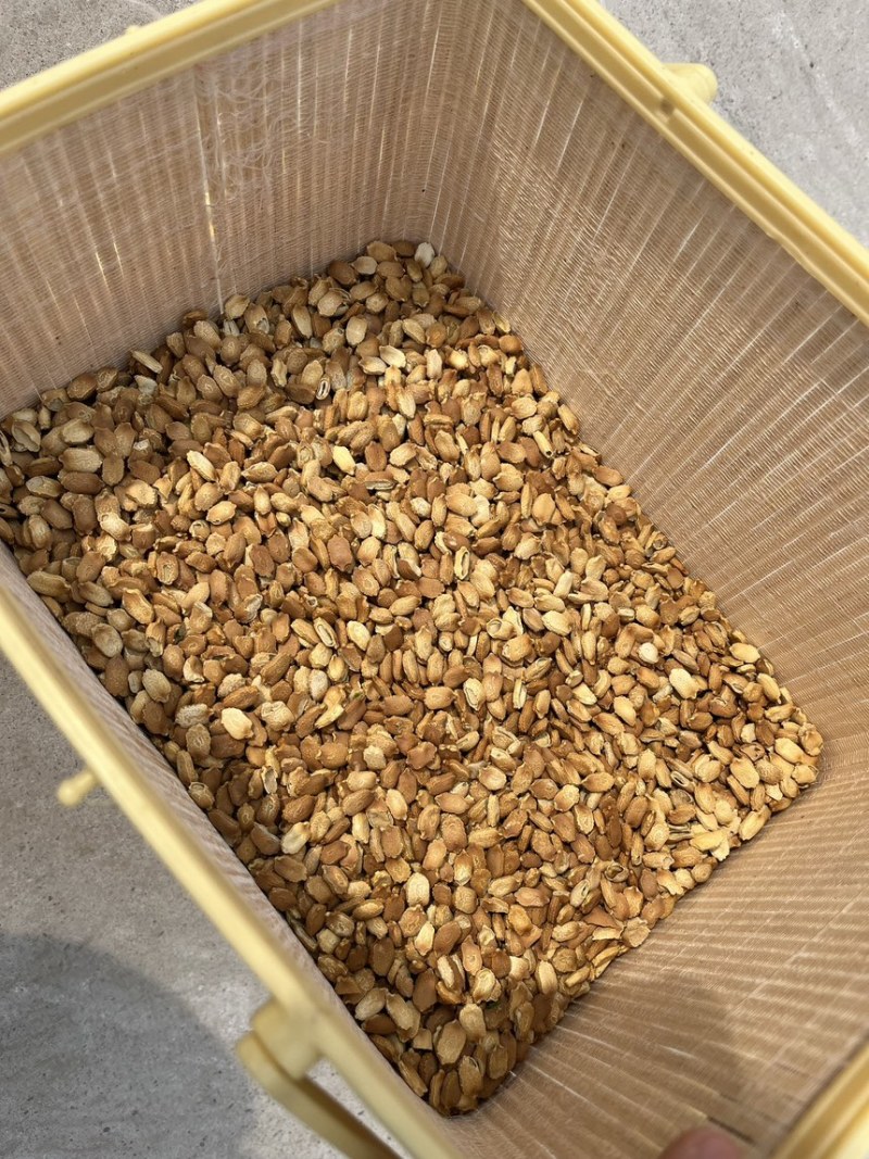 精品晾晒苦瓜籽，质优价廉，保质保量