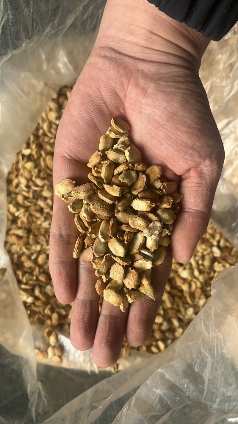 精品晾晒苦瓜籽，质优价廉，保质保量