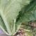 贵州威宁青菜露天种植大量上市