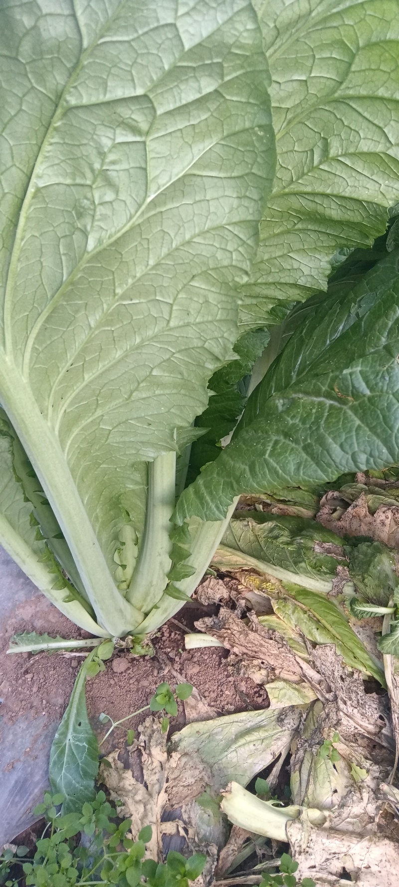 贵州威宁青菜露天种植大量上市
