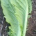 贵州威宁青菜露天种植大量上市
