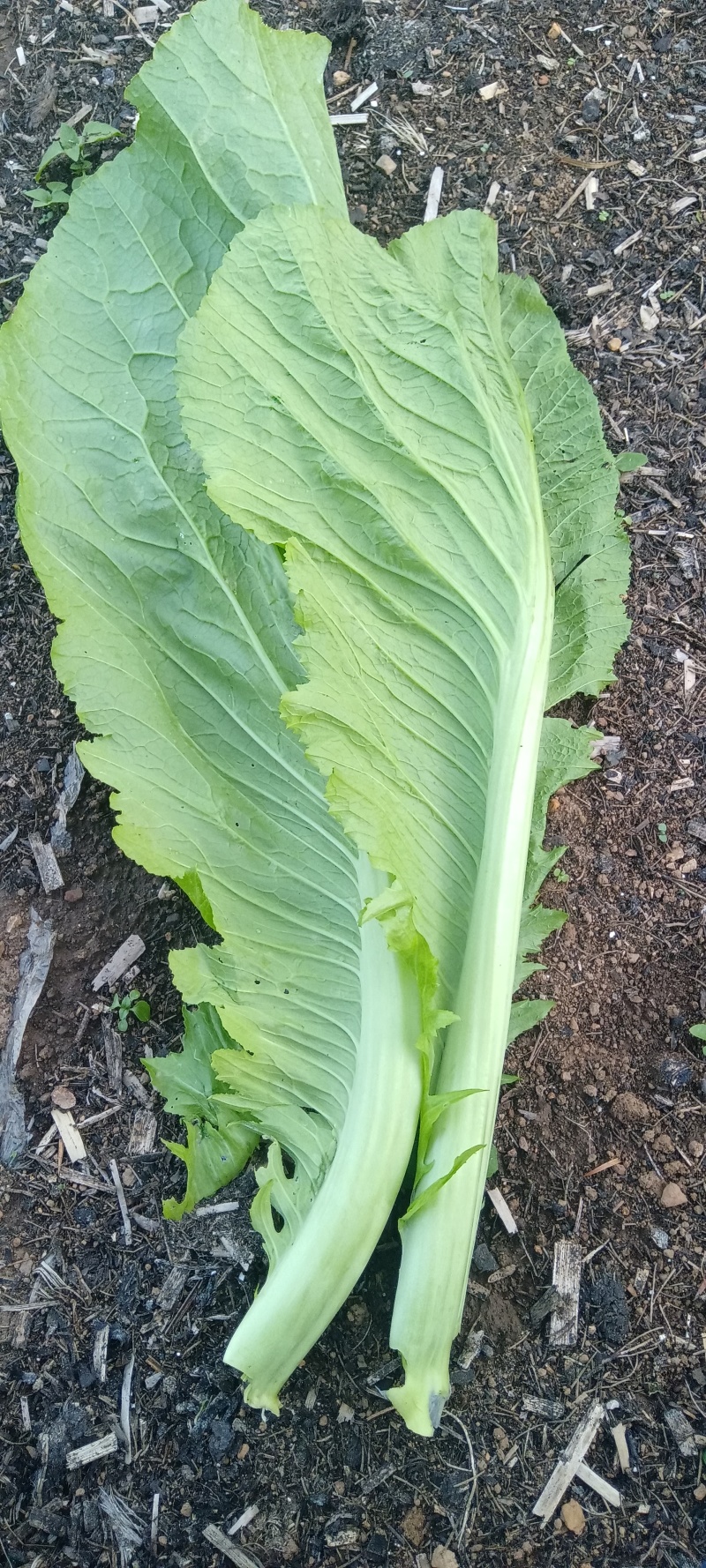 贵州威宁青菜露天种植大量上市