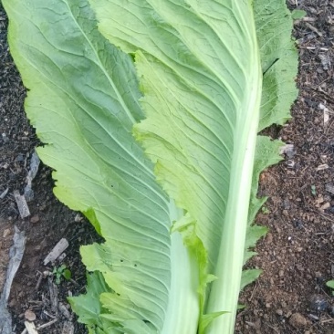贵州威宁青菜露天种植大量上市