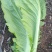 贵州威宁青菜露天种植大量上市