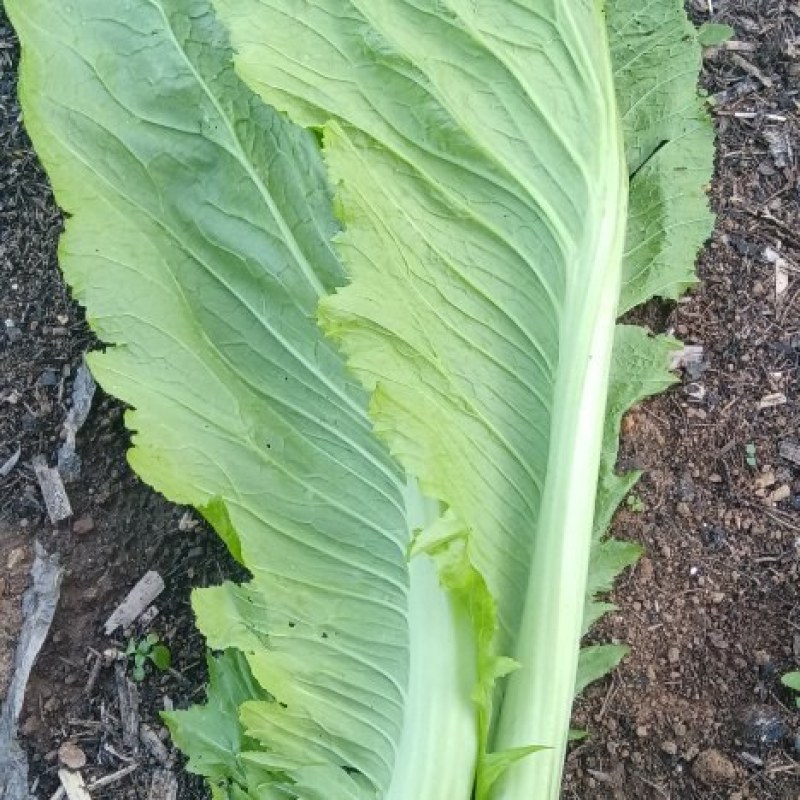 贵州威宁青菜露天种植大量上市