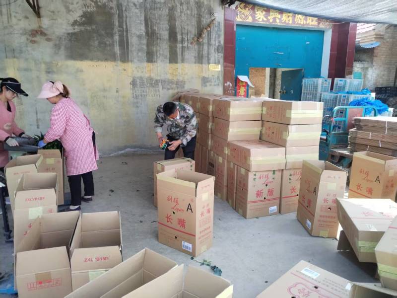山东金乡辣妹子鲜辣椒尖辣椒产地直发一手货源