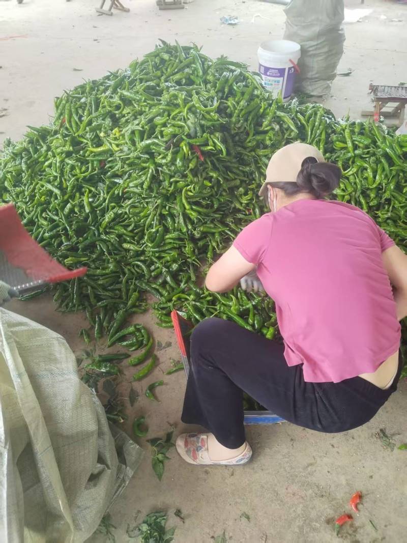 山东金乡辣妹子鲜辣椒尖辣椒产地直发一手货源