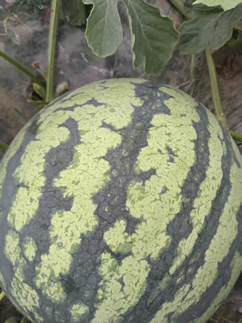 河南夏邑/美都西瓜/麒麟西瓜大量上货现摘现发欢迎来电