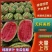 河南夏邑/美都西瓜/麒麟西瓜大量上货现摘现发欢迎来电