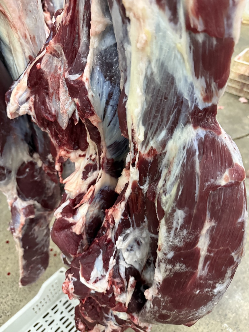 修油整后/前腿（带腱子）可直接供应食堂，批发，餐饮店