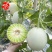 大果型绿肉玉菇种子粒尔田大果玉菇软糯蜜甜高产春秋大棚露地