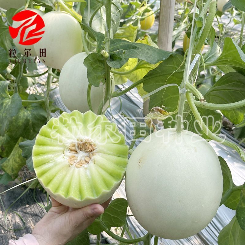 大果型绿肉玉菇种子粒尔田大果玉菇软糯蜜甜高产春秋大棚露地