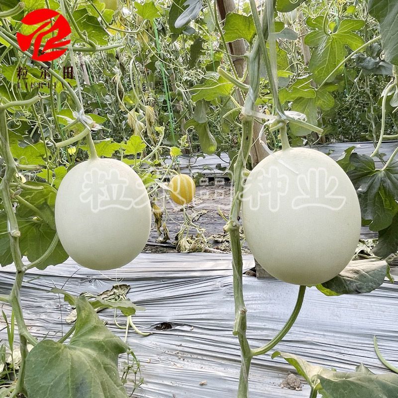 大果型绿肉玉菇种子粒尔田大果玉菇软糯蜜甜高产春秋大棚露地