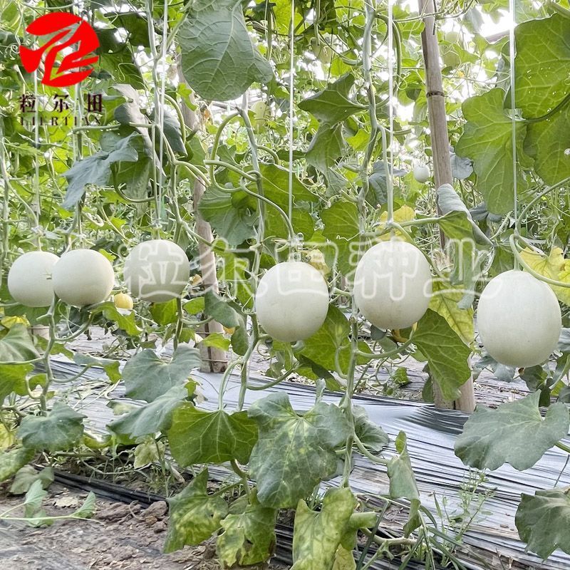 大果型绿肉玉菇种子粒尔田大果玉菇软糯蜜甜高产春秋大棚露地