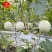 大果型绿肉玉菇种子粒尔田大果玉菇软糯蜜甜高产春秋大棚露地