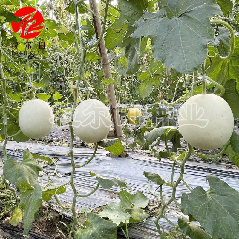 大果型绿肉玉菇种子粒尔田大果玉菇软糯蜜甜高产春秋大棚露地