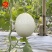 大果型绿肉玉菇种子粒尔田大果玉菇软糯蜜甜高产春秋大棚露地