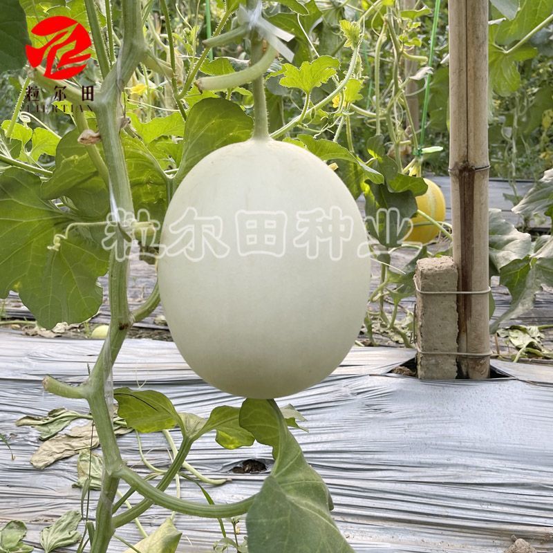 大果型绿肉玉菇种子粒尔田大果玉菇软糯蜜甜高产春秋大棚露地