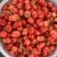 当季露天红灯大樱桃现摘现发承接各大电商平台一件代发