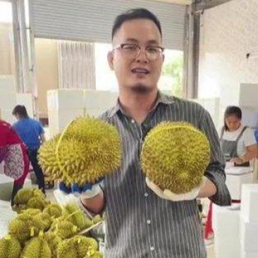 金枕榴莲一手批发价格，A果保5房，坏果包赔，货到付款