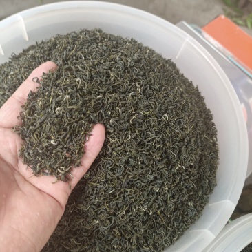 荞坝贡茶