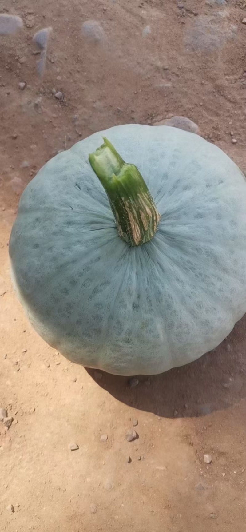 板栗南瓜，贝贝南瓜，陕西产区，现货速发欢迎选购