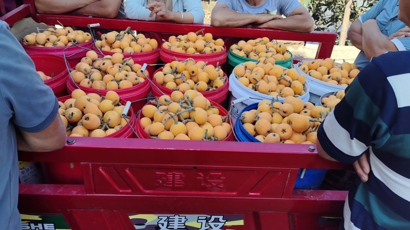 遂宁本地大五星枇杷，需要的联系我