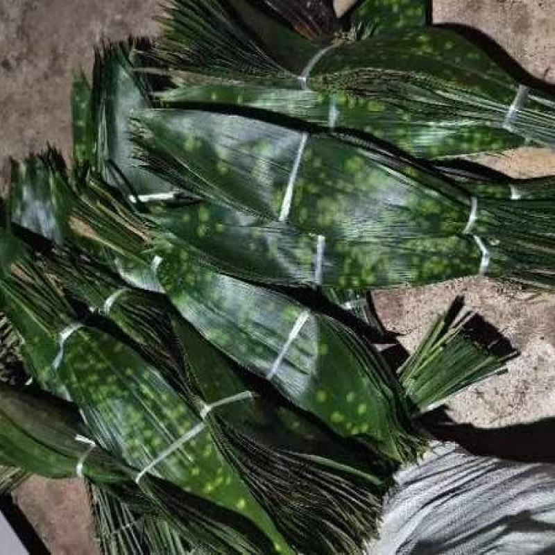 云南香粽叶产地直销