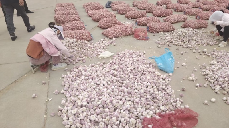 【实力】山东金乡大蒜紫皮蒜产地直供量大从优可视频看货