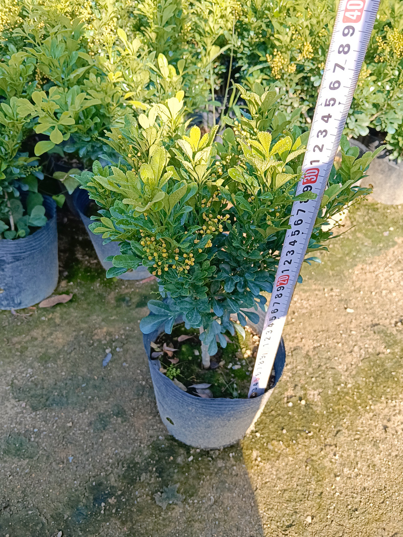 香水米兰/米兰/四季开花/基地直销/福利放漏价6块/棵
