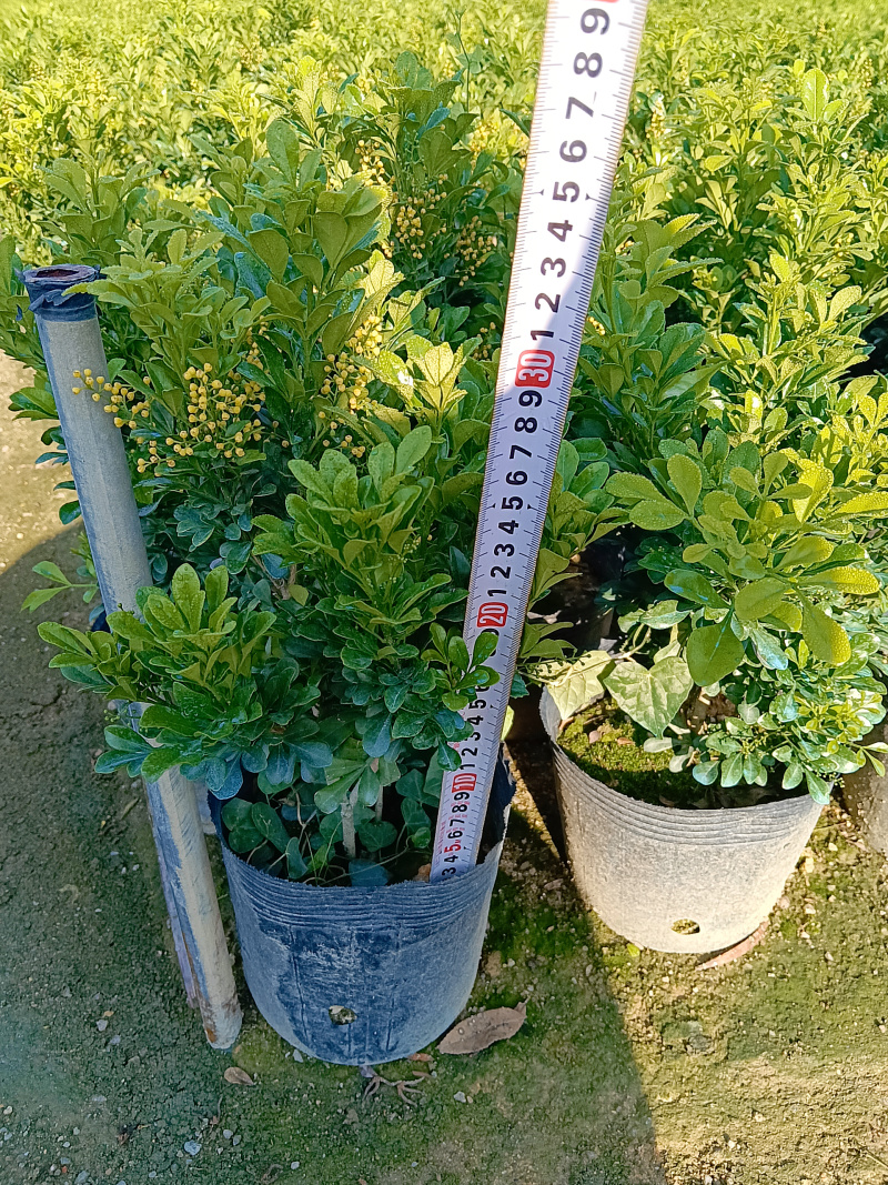 香水米兰/米兰/四季开花/基地直销/福利放漏价6块/棵