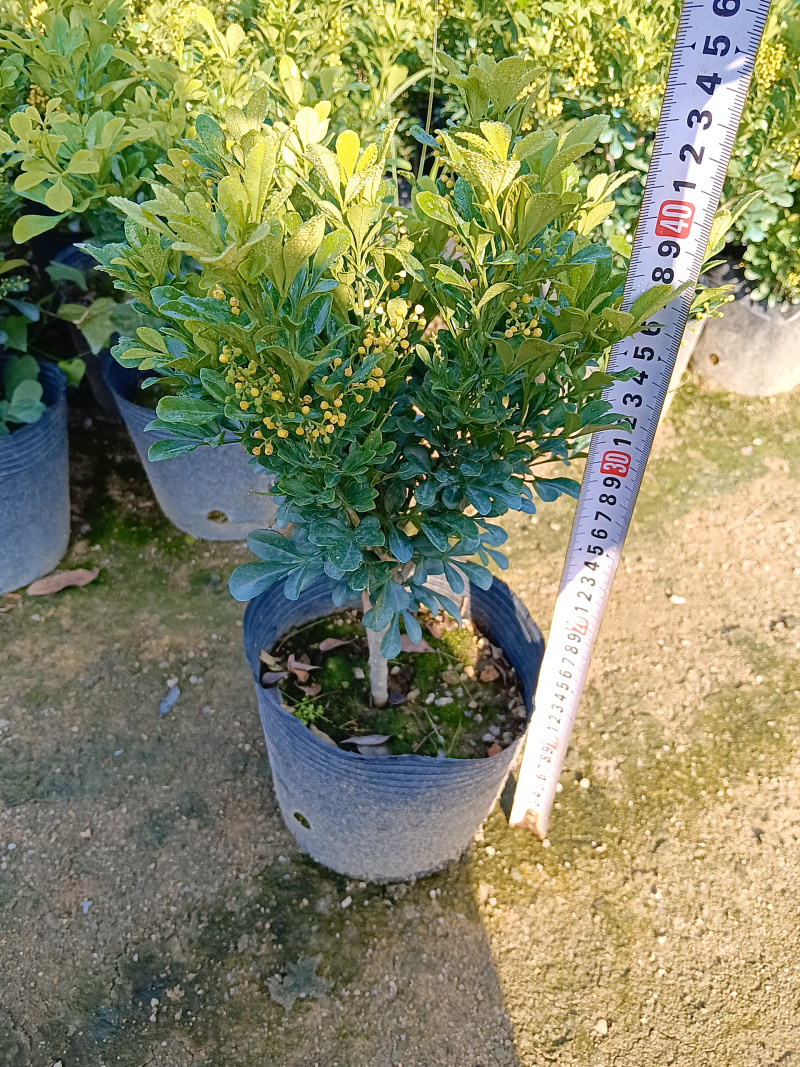 香水米兰/米兰/四季开花/基地直销/福利放漏价6块/棵