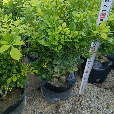 香水米兰/米兰/四季开花/基地直销/福利放漏价6块/棵