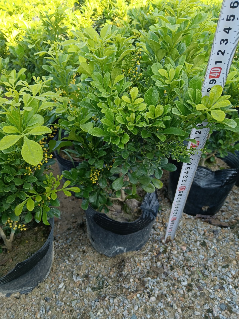 香水米兰/米兰/四季开花/基地直销/福利放漏价6块/棵