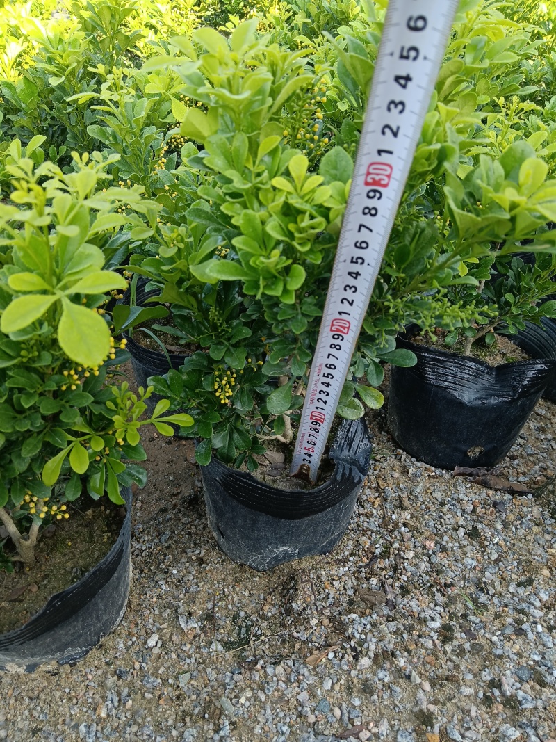 香水米兰/米兰/四季开花/基地直销/福利放漏价6块/棵