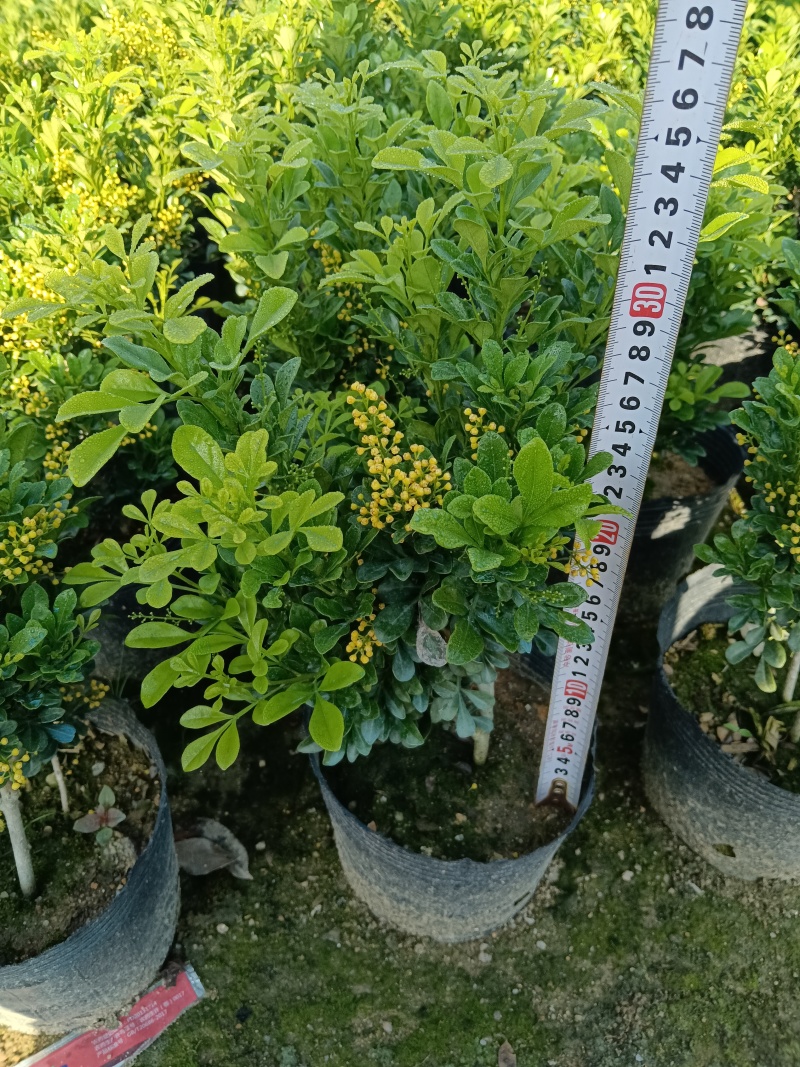 香水米兰/米兰/四季开花/基地直销/福利放漏价6块/棵