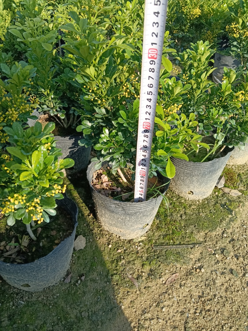 香水米兰/米兰/四季开花/基地直销/福利放漏价6块/棵
